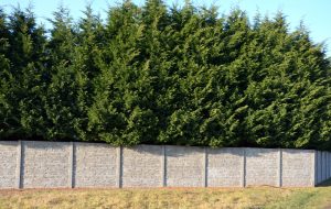 Behind a gray stone wall, tall evergreen trees such as the elegant Cupressus BetterGreen 'Madeline' Cypress, stand proudly. In the foreground, lush grass stretches beneath a clear blue sky, inviting one to imagine incorporating this tranquil setting into their own landscape.