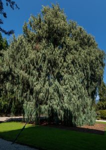 A large, dense Cupressus 'Silver Shadow' Kashmir Cypress from a 13" pot stands in a garden under a clear blue sky, its cascading branches casting shadows on the ground.