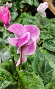 Close-up of a pink cyclamen flower with green leaves in the background.