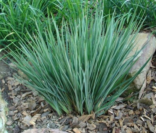 A dense clump of green, grass-like leaves growing from the ground, surrounded by mulch and rocks.