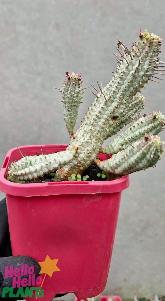 A Euphorbia mammillaris 'Corn Cob Cactus' with multiple stems is featured in a vibrant red 4" pot, adorned with the cheerful text "Hello Hello PLANTS" and a charming star design, perfectly complementing the plant's unique charm.