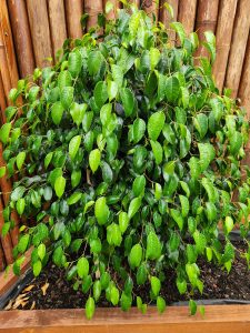 The round, green Ficus 'Midnight Beauty', with its small leaves, is beautifully showcased in a wooden planter against a wooden wall. This elegant shrub stands prominently in its 7" pot, bringing a touch of nature and sophistication to your space.