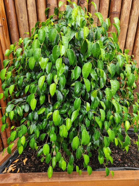 The round, green Ficus 'Midnight Beauty', with its small leaves, is beautifully showcased in a wooden planter against a wooden wall. This elegant shrub stands prominently in its 7" pot, bringing a touch of nature and sophistication to your space.