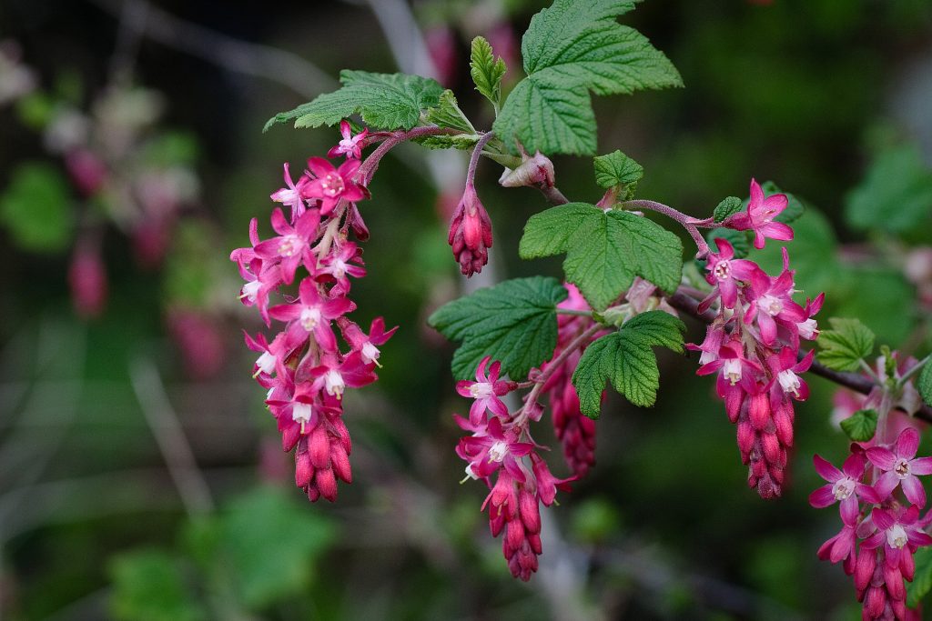 A branch from a Hamptons garden bursts with vibrant pink and red flowers, complemented by lush green leaves against a softly blurred background.