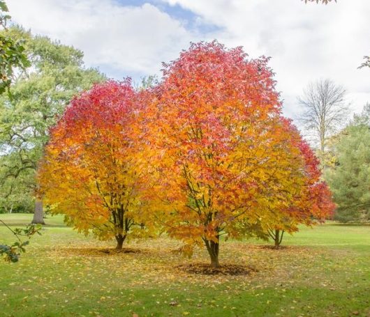 A trio of Fraxinus 'White Ash' trees, each flourishing in all their vibrant red and yellow autumn glory, stands on a grassy expanse. Scattered fallen leaves add to the picturesque scene, as if each tree had been nurtured in a 13" pot.