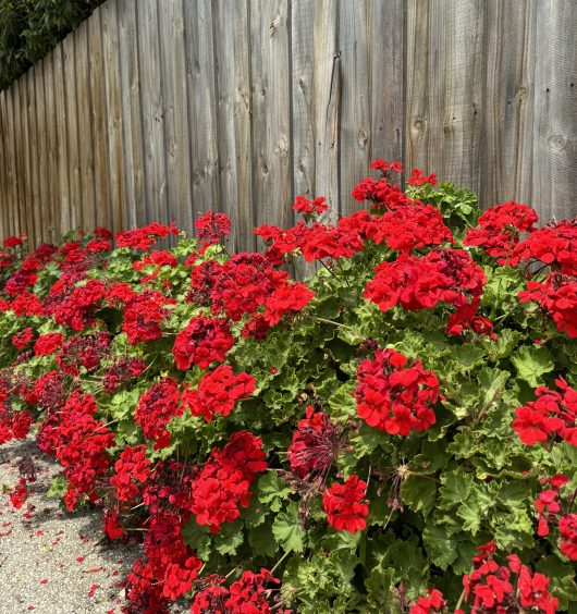 Red geraniums blooming along a wooden fence beside a gravel path.