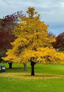 In a grassy field, a solitary Ginkgo 'Blagon Fanfare' (Copy) tree flaunts its bright yellow leaves, with several parked cars partially visible on one side. The sky appears overcast.