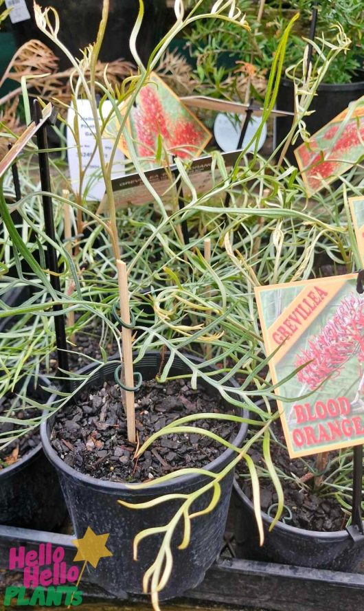 Sold in a 6" pot, the Grevillea 'Blood Orange' features narrow, spiky leaves and comes with a clear plant label.