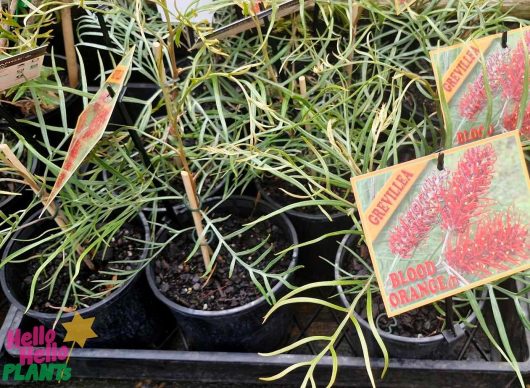 Grevillea 'Blood Orange' plants in 6" pots, featuring needle-like leaves and labeled with tags, are available for sale.