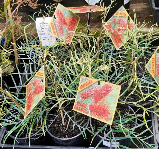 Grevillea 'Blood Orange' 6" pots are elegantly arranged at the plant nursery, each nestled in their own container.