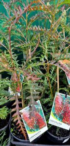 Several Grevillea 'Poorinda Peter' plants in 6" pots, each with tags depicting a vibrant red flower. The plants feature lush green, fern-like leaves.