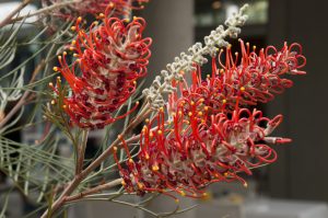 Close-up view of Grevillea 'Blood Orange' flowers, resembling a Blood Orange with long, slender petals and small yellow tips, encircled by lush green foliage in a 6" pot.