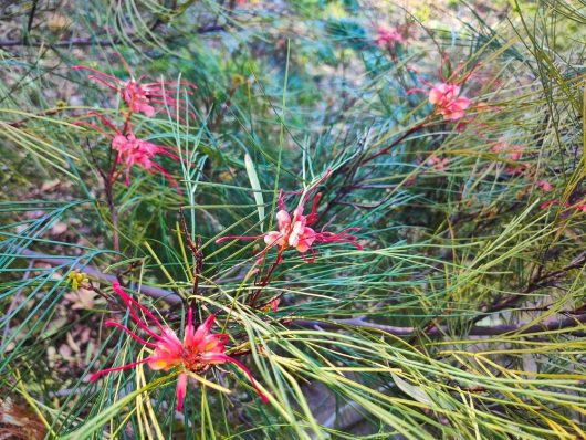 The Grevillea 'Cherry Pie' in a 6" pot showcases vibrant blossoms with bright red flowers, thin petals, and spiky green leaves on bushy branches.