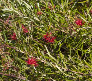 The Grevillea 'Sensation' in a 6" pot captivates with its lush green foliage adorned by clusters of narrow leaves and bright red, spiky flowers.