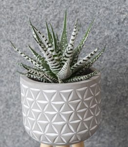 A Haworthia 'Zebra' Plant is elegantly displayed in a 6" patterned gray pot against a speckled gray background.