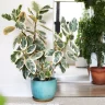 A variegated rubber plant in a blue pot sits indoors on a carpeted floor, exuding a touch of Hamptons garden elegance. In the background, another potted plant stands gracefully near a doorway.