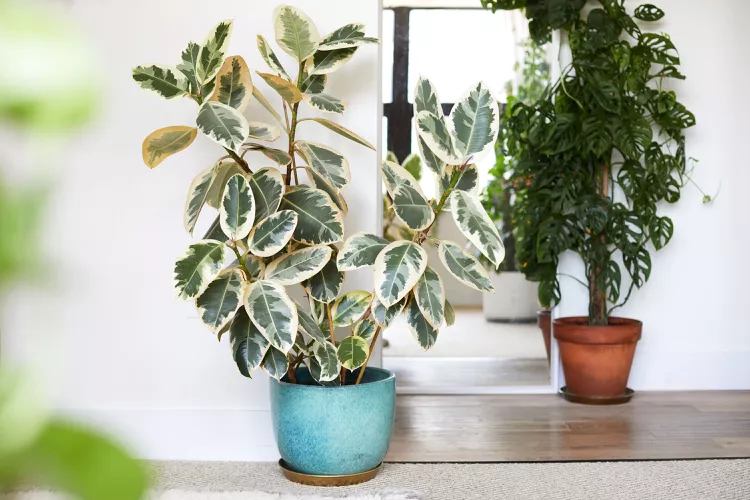 A variegated rubber plant in a blue pot sits indoors on a carpeted floor, exuding a touch of Hamptons garden elegance. In the background, another potted plant stands gracefully near a doorway.