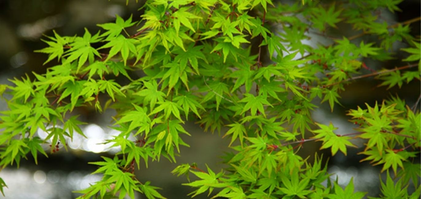 Close-up of vibrant green maple leaves against a blurred natural background, offering a refreshing perspective and reminding us that the cost of gardening crisis can be solved with nature's beauty.