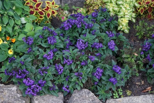 The Heliotrope 'Plum Pie' in a 6" pot showcases a cluster of vibrant purple flowers with rich green leaves, all nestled amidst decorative foliage and bordered by rocks in the garden bed.