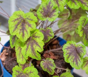 The Heuchera 'Eye Spy' Coral Bells, with its green leaves adorned by purple veins, comes in a charming blue 6" pot—making it a delightful sight for any plant enthusiast.