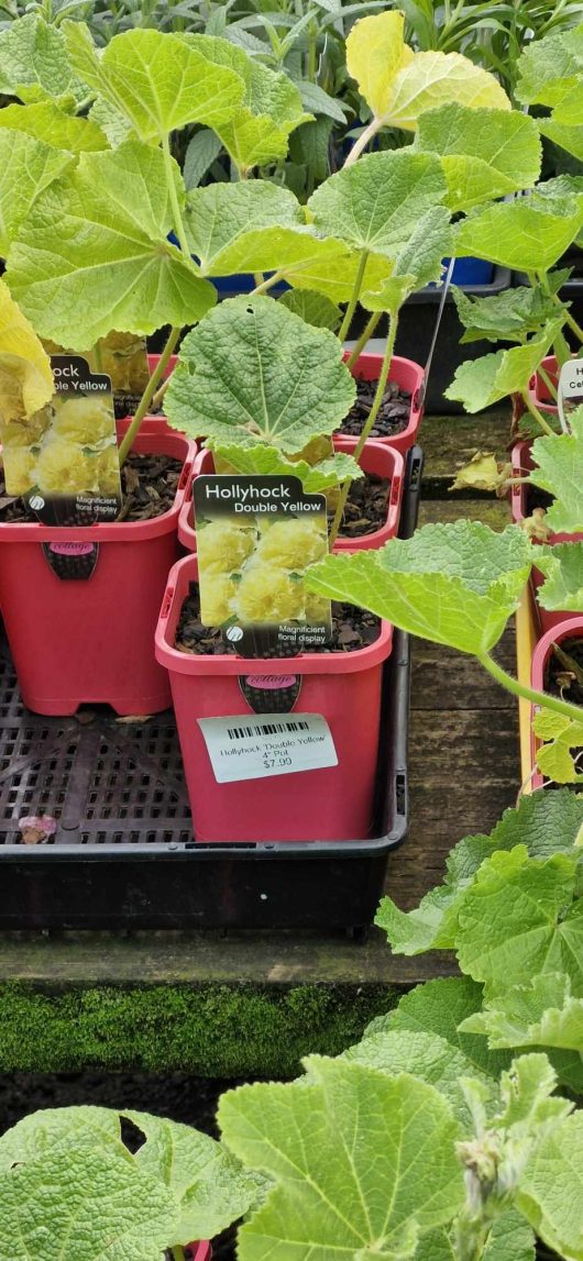 The Hollyhock 'Double Crimson' plants come in vibrant red containers, featuring lush green leaves and labeled tags, each nestled in a 4" pot, adding a splash of color to any display.