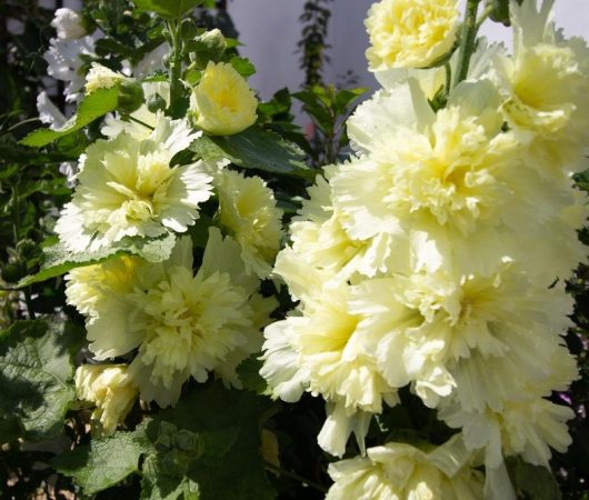 Hollyhock 'Double Yellow' in a 4" pot features double yellow flowers with ruffled petals, flourishing against a backdrop of lush green leaves.