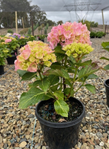 A Hydrangea 'Tea Time™ Chique' in a 7" pot displays its pink and green blooms gracefully on rocky ground beneath an overcast sky.