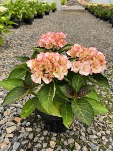 A Hydrangea 'Tea Time™ Chique' in a 7" pot with pink-edged blooms sits on a gravel path, surrounded by other plants in a greenhouse setting.