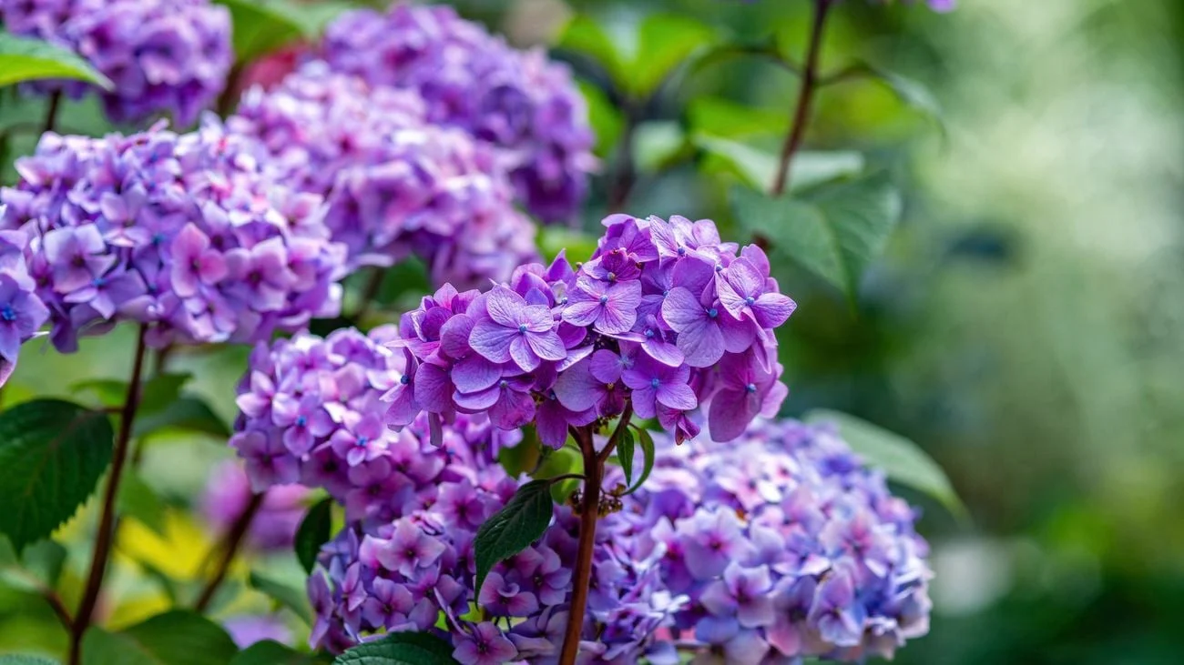 Purple hydrangeas in full bloom, a testament to how the cost of gardening crisis is being solved, stand out with their vibrant hues against a backdrop of blurred green leaves.