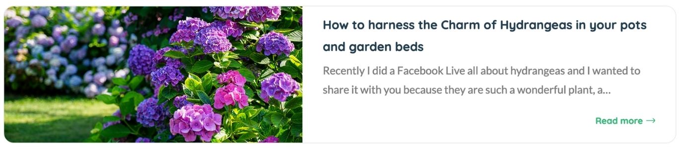 Purple hydrangeas bloom amidst green leaves in a garden setting, accompanied by an insightful text on growing them in pots and garden beds. Discover how the cost of gardening crisis is solved with budget-friendly tips, ensuring your blooms thrive beautifully without breaking the bank.