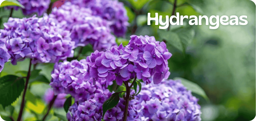 Vibrant purple hydrangea flowers in full bloom, surrounded by lush green leaves, offer a glimpse of nature's beauty. With the word "Hydrangeas" in white text on the top right corner, this scene feels like a refreshing escape amid the ongoing gardening crisis.