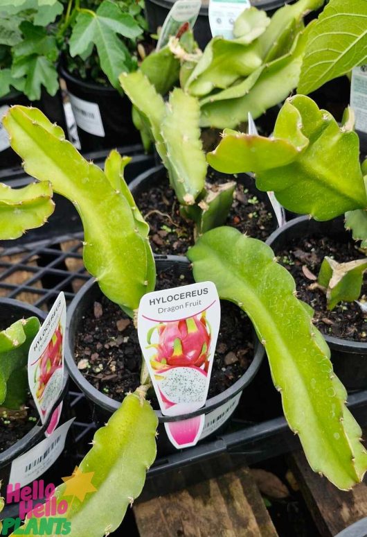 Displayed in a garden store, the vibrant Pitaya 'Dragonfruit' plants thrive with lush green leaves in 8" pots.