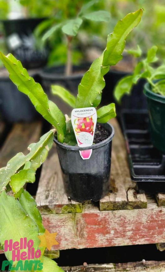 A small potted plant with long, green leaves, labeled as the Pitaya 'Dragonfruit' 8" Pot (Copy), is placed on a wooden surface.