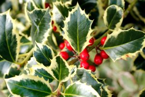 Close-up of a holly plant with jagged green leaves edged in cream and clusters of bright red berries.