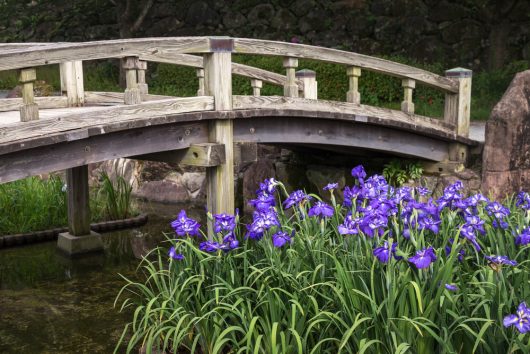 A wooden bridge arches gracefully over a small stream, surrounded by vibrant purple blooms of Iris 'Japanese Water Iris' in 8" pots and lush green foliage beneath it.