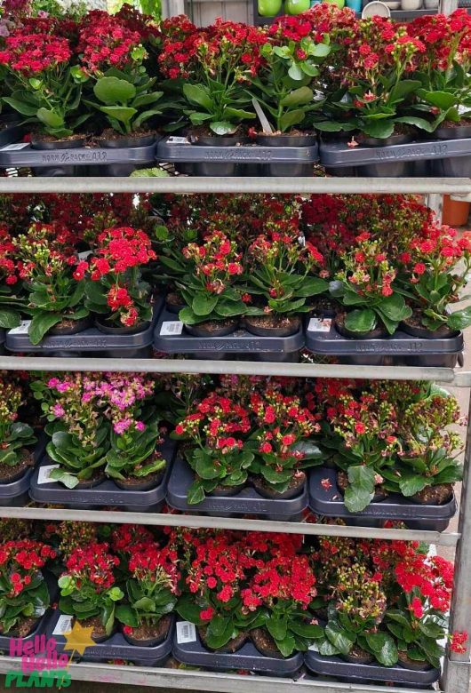 Shelves adorned with trays of vibrant Kalanchoe 'Mix' plants in 4-inch pots, showcased in a lush greenhouse environment.