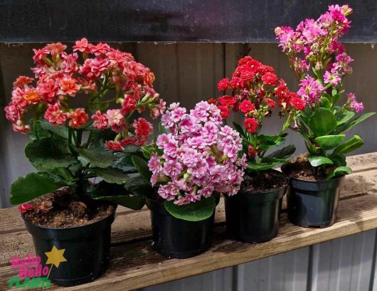 Four Kalanchoe 'Mix' plants, each nestled into its own 4" pot, showcase a vibrant blend of pink and red flowers, beautifully displayed on a wooden shelf.