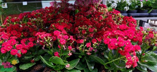 A vivid arrangement of Kalanchoe 'Mix' in bright pink and red hues, set against a backdrop of lush green leaves, beautifully displayed in 4" pots at the garden center.