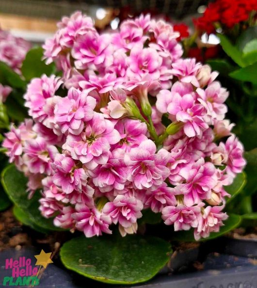 The Kalanchoe 'Mix' 4" Pot beautifully presents a blend of pink and white clustered flowers amidst lush green foliage, capturing the plant's delicate beauty.