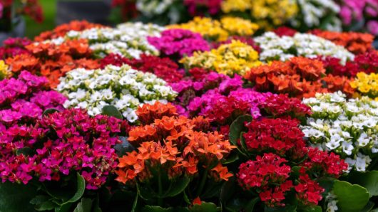 The Kalanchoe 'Mix' 5" Pot showcases a lively arrangement of small flowers in an array of pink, red, orange, yellow, and white hues, flourishing amidst lush green foliage.