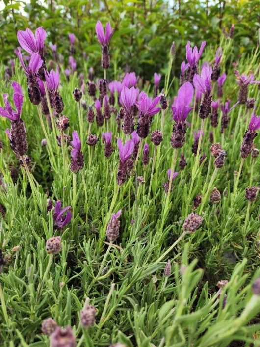 Close-up of vibrant purple lavender flowers and green foliage in a garden setting.