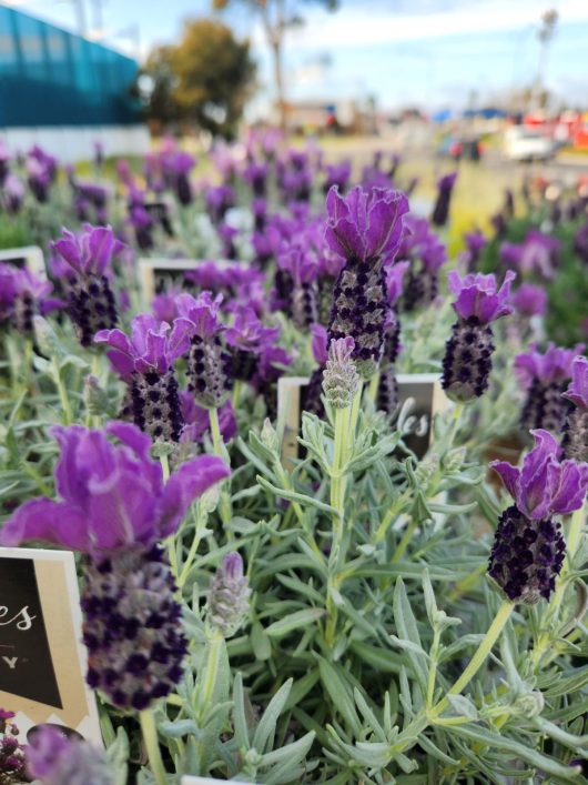 Close-up of vibrant purple lavender flowers with green foliage, displayed in an outdoor setting.