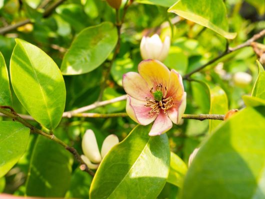 A single pink and yellow flower with dark center is surrounded by vibrant green leaves in bright sunlight.