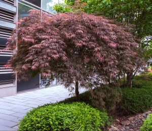 A Japanese maple tree with reddish leaves is growing near a building, surrounded by green shrubbery and a stone path.