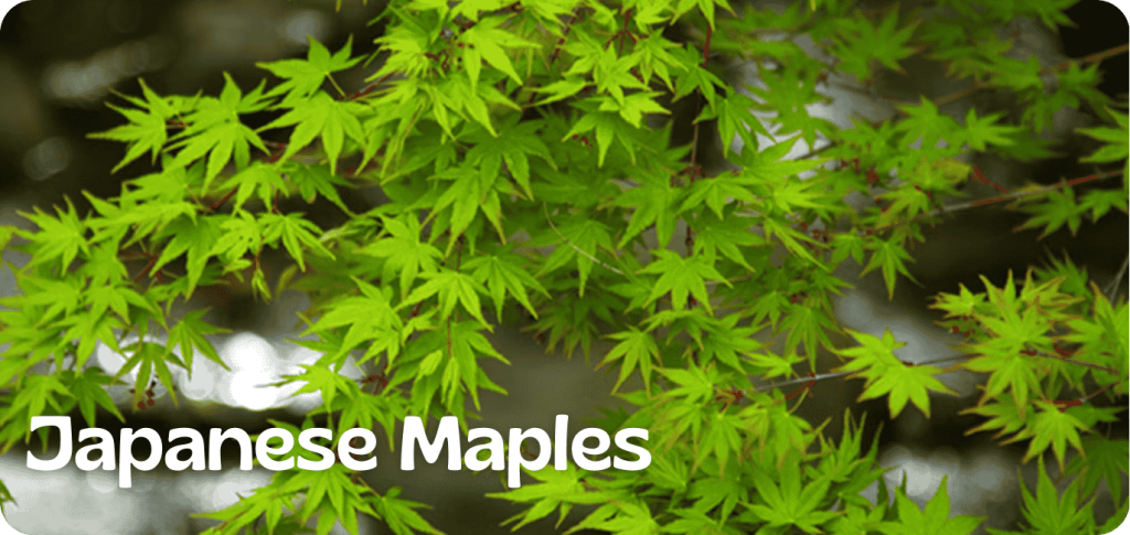 Green Japanese maple leaves gracefully frame the scene, with "Japanese Maples" quietly inscribed in the bottom left corner. As if whispering promises of tranquility, they symbolize a serene moment amidst the cost of gardening crisis, offering nature's beauty as a solution.