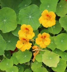 Gardeners will love the Nasturtium 'Alaska' flowers with their vibrant yellow blossoms and distinct circular green leaves, all flourishing beautifully in a handy 4" pot.