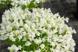 A cluster of small, white flowers with yellow centers in a garden setting.