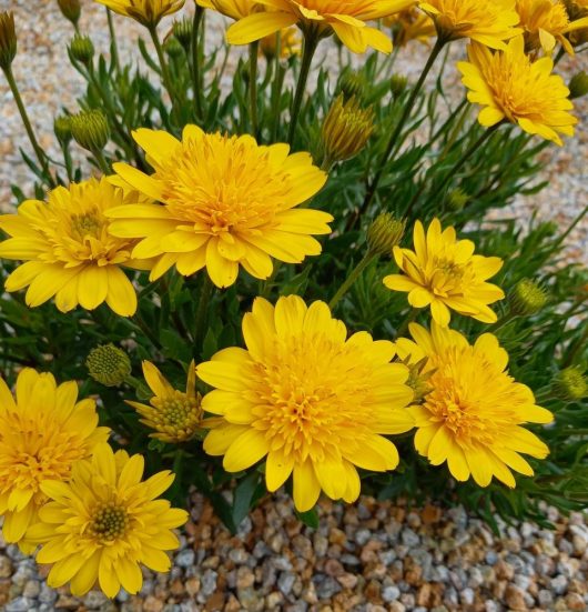 Yellow flowers with green leaves, surrounded by small stones.