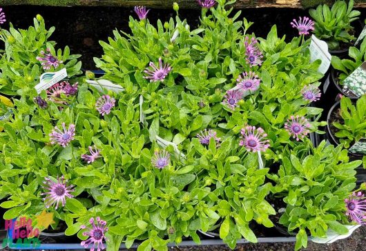 The Osteospermum 'Spider Pink' African Daisy in a 6" pot, paired with vibrant greenery, is on display in a garden center.