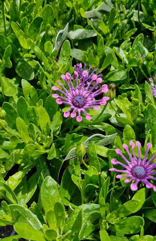 Close-up of the distinctive Osteospermum 'Spider Pink' African Daisy, featuring its spoon-shaped petals in a unique purple hue, surrounded by vibrant green leaves.